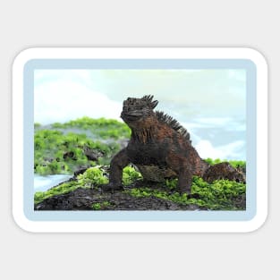 Galapagos Marine Iguana Sticker